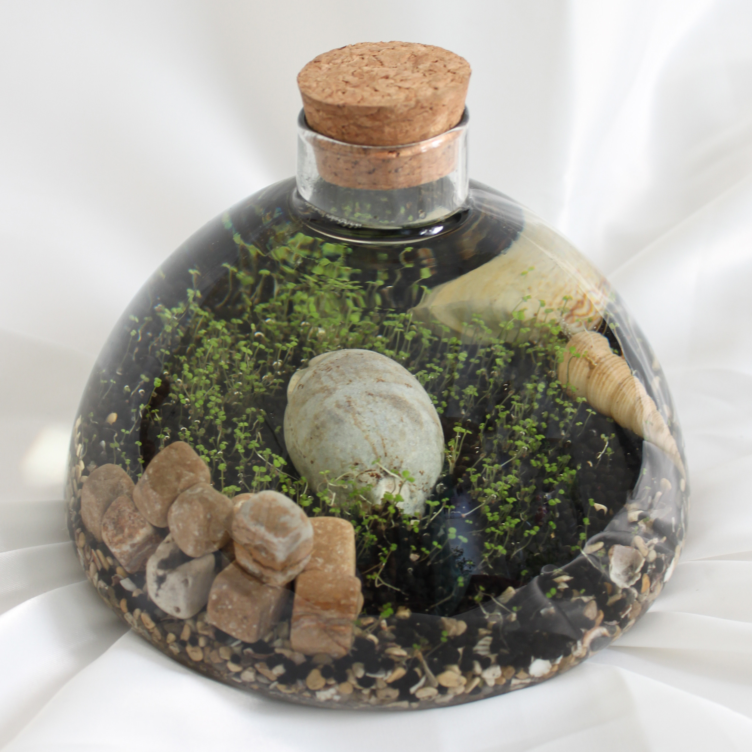 ویواریوم گیاه طبیعی کد hcircle-108 ویواریوم گیاه طبیعی کد hcircle-108