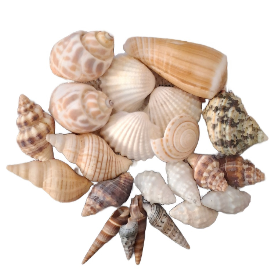صدف تزیینی آکواریوم مدل UPS22 بسته 22 عددی