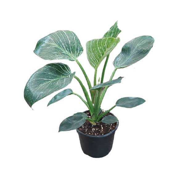 گیاه طبیعی فیلودندرون برکین کد 01