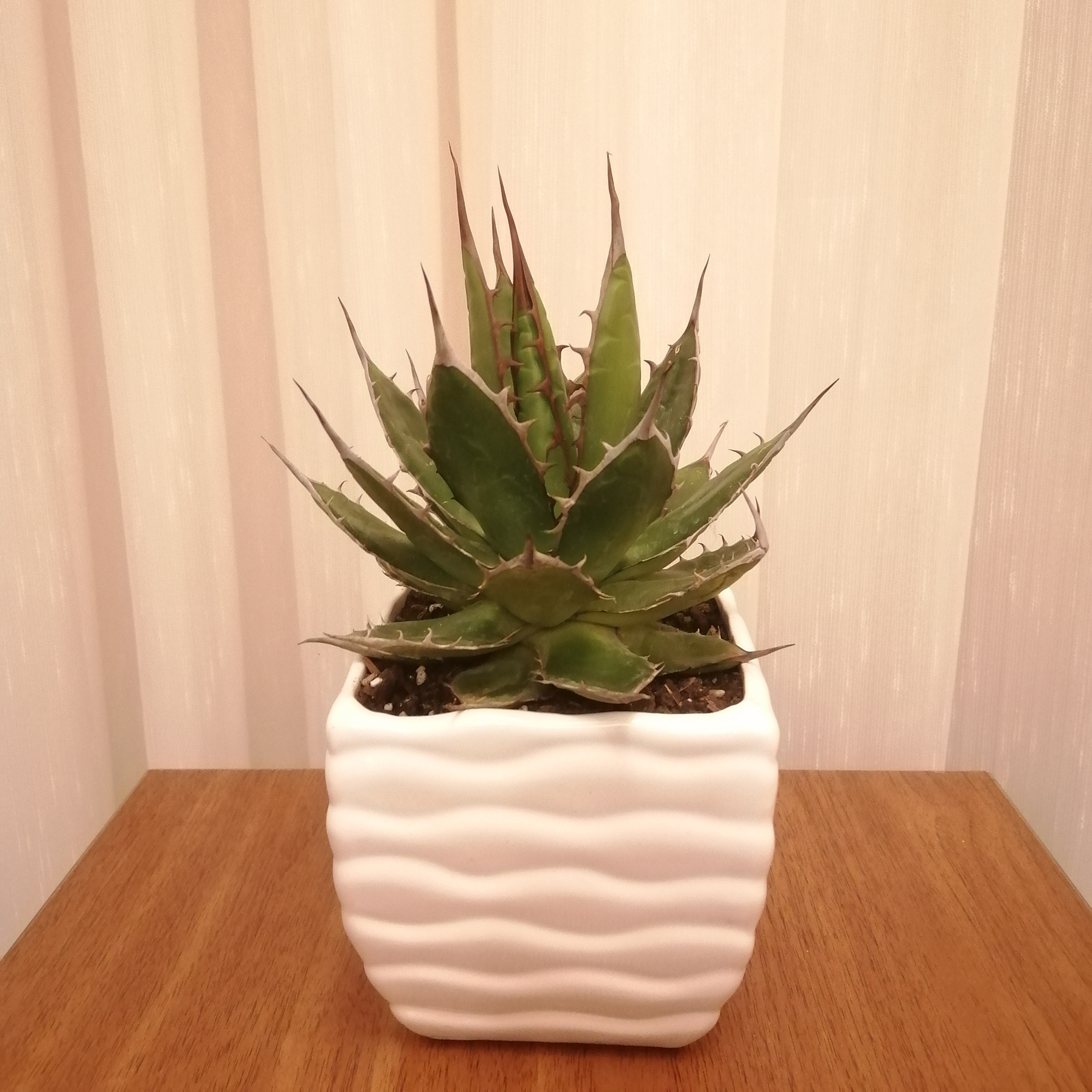 گیاه طبیعی ساکولنت آگاو کد pg_05