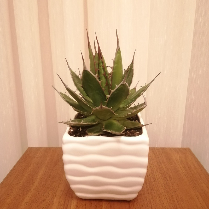 گیاه طبیعی ساکولنت آگاو کد pg_05