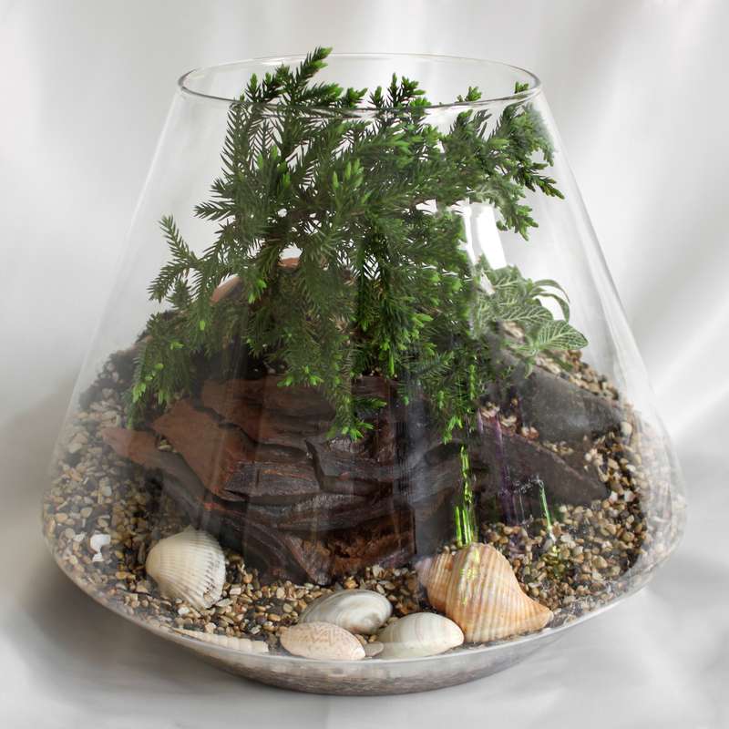 تراریوم گیاه طبیعی کد MS-3113 تراریوم گیاه طبیعی کد MS-3113