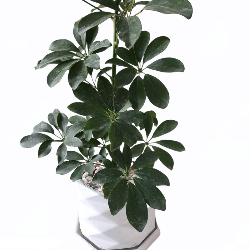 گیاه طبیعی شفلرا کد AS گیاه طبیعی شفلرا کد AS