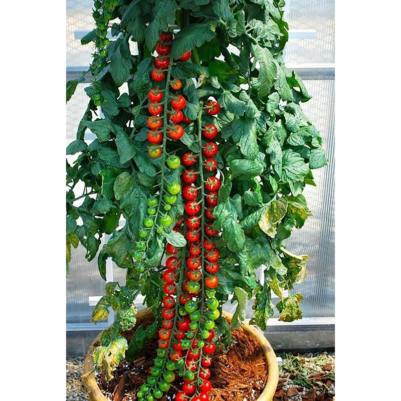 بذر گوجه قرمز گیلاسی پاکوتاه گلدانی فصل سبز کد FSSEED-047