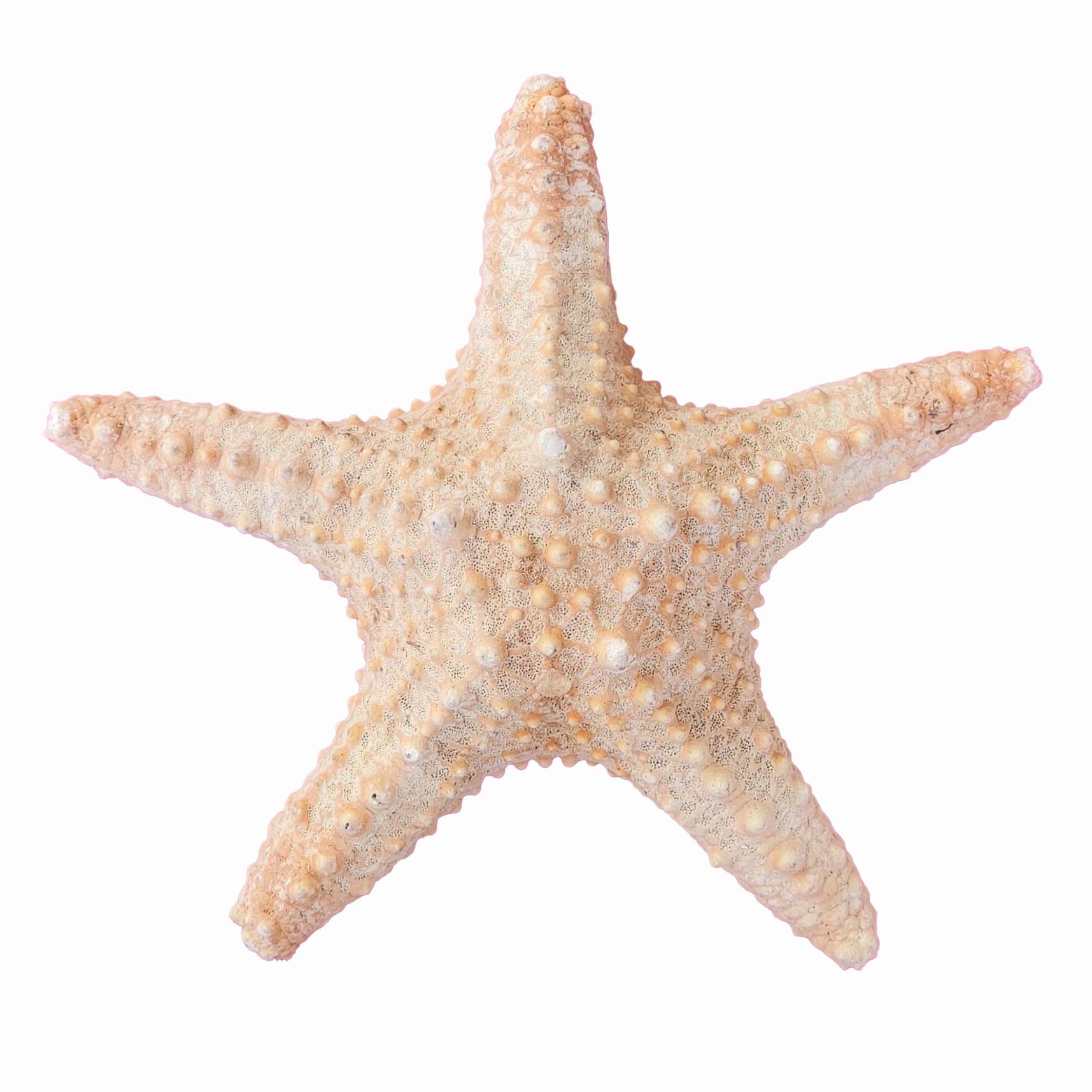 ستاره دریایی تزیینی مدل v20