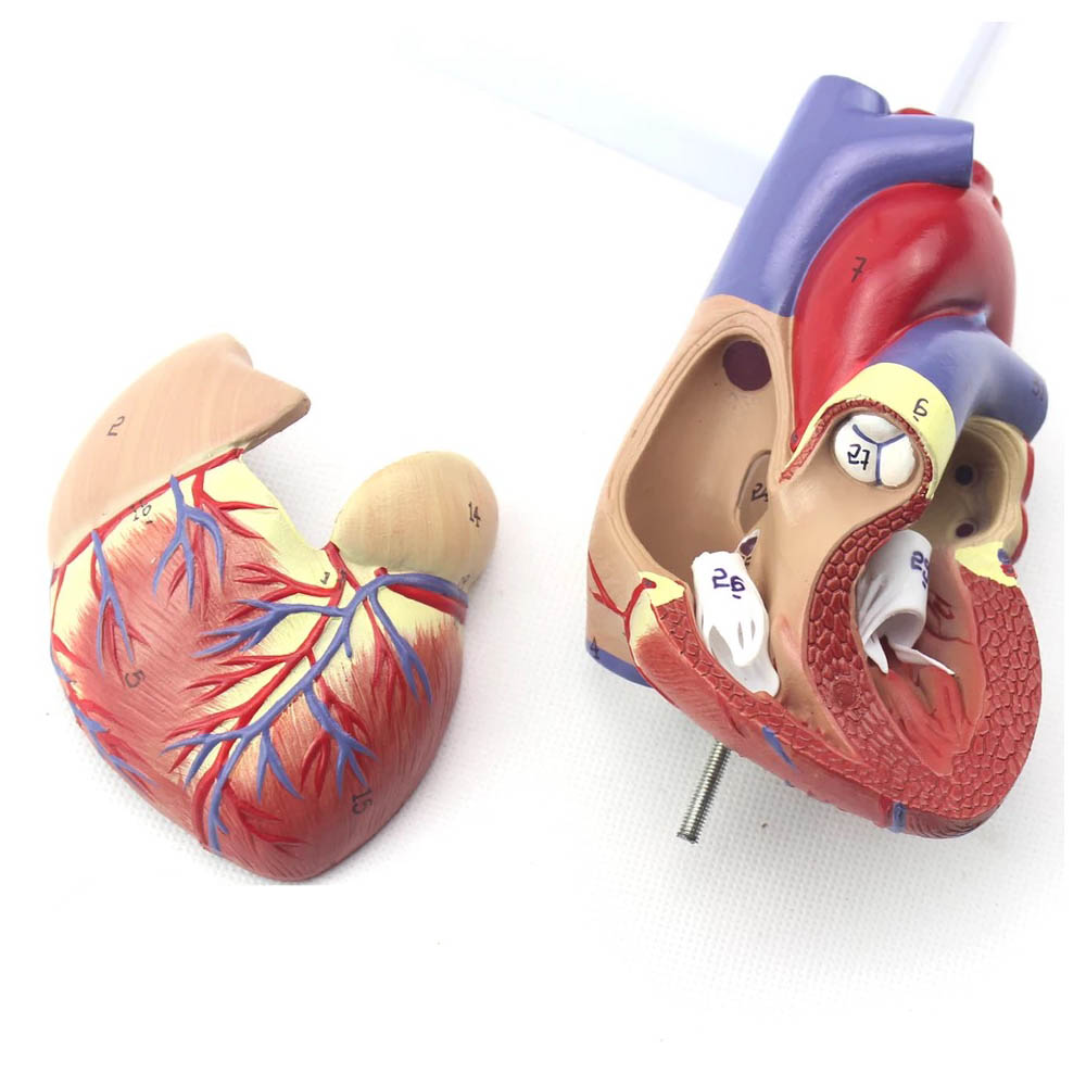 بازی آموزشی مدل مولاژ آناتومی قلب انسان کد A027 -  - 3