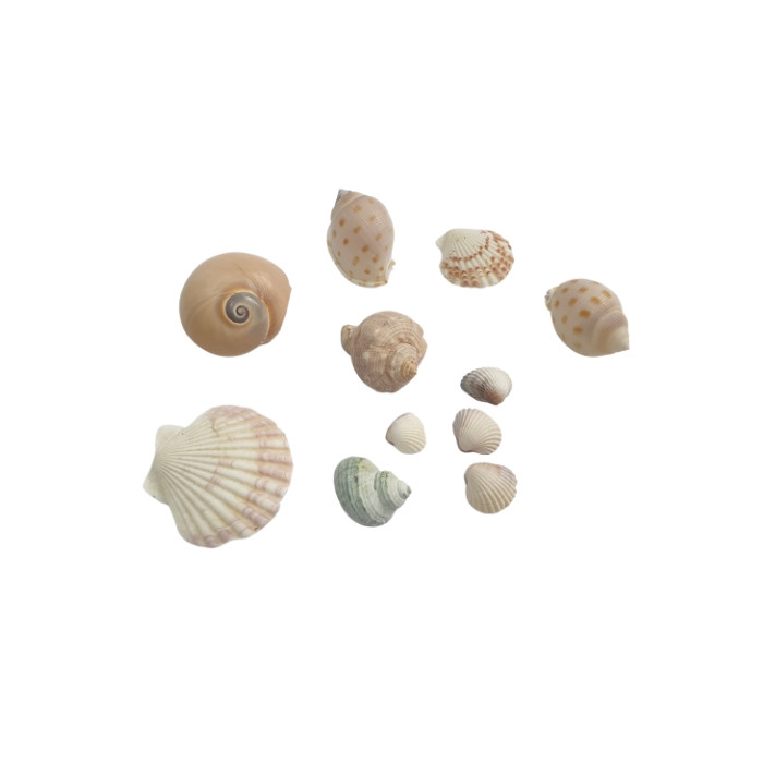 صدف تزیینی آکواریوم  کد 7087 مجموعه 10 عددی
