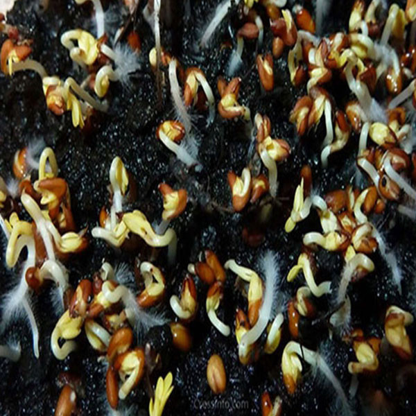 بذر شاهی مدل PRO- A51