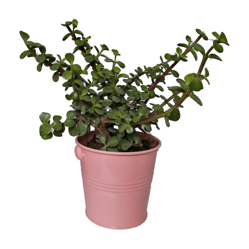 گیاه طبیعی کراسولا خرفه ای کد rf06 گیاه طبیعی کراسولا خرفه ای کد rf06