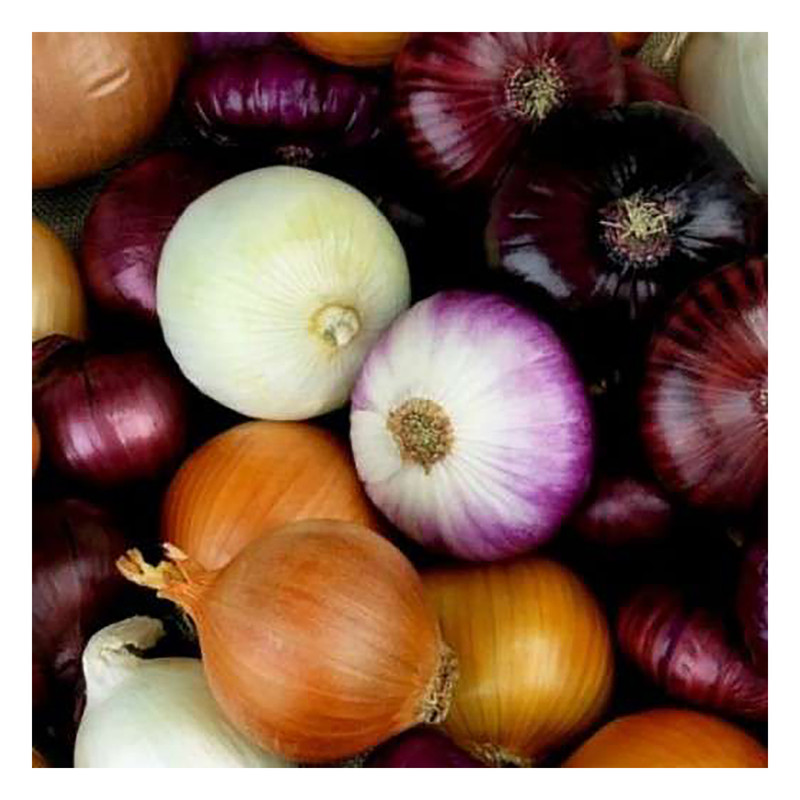 بذر پیاز میکس آذر سبزینه مدل H28