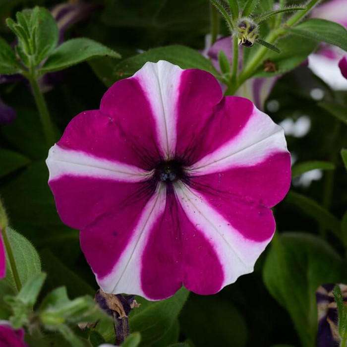 بذر گل اطلسی ارغوانه ستاره وانیا سید مدل O50