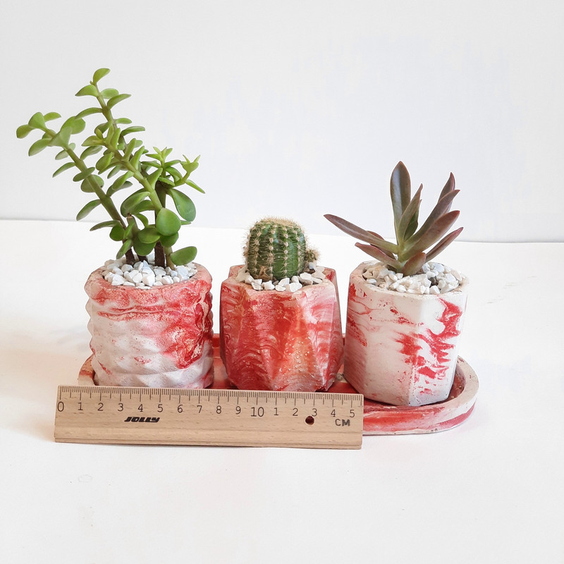 گیاه طبیعی مدل کاکتوس و ساکولنت مجموعه 3 عددی کد 3