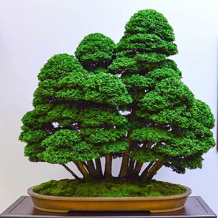 بذر بنسای سرو ژاپنی سانیا سید مدل D10