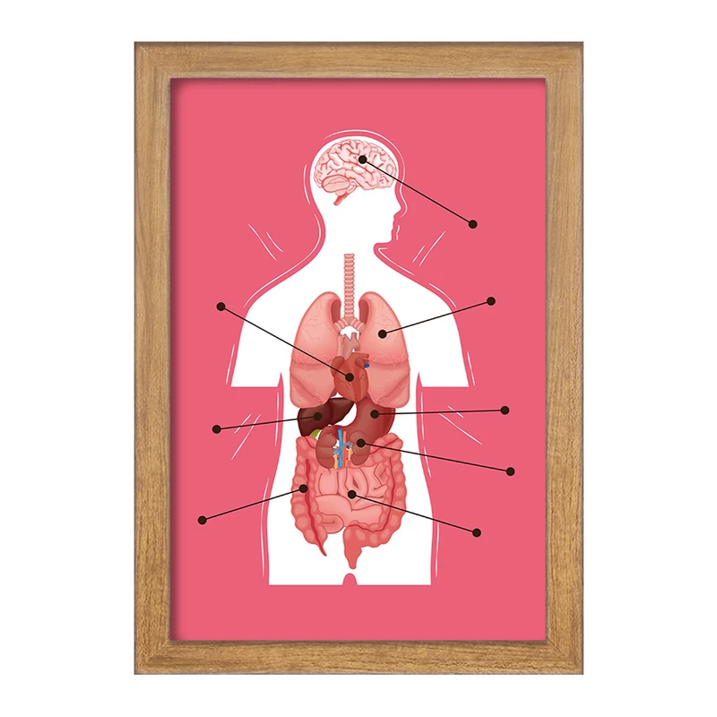 تابلو خندالو مدل ماکت بدن انسان کد F1703