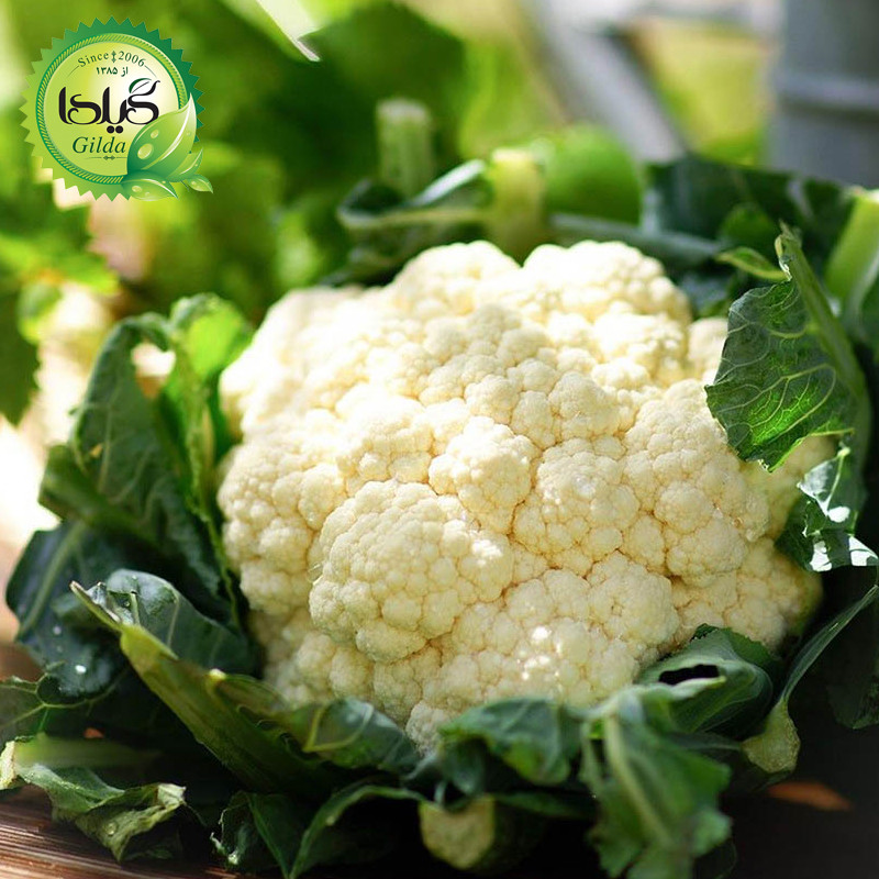 بذر گل کلم گیلدا کد 312