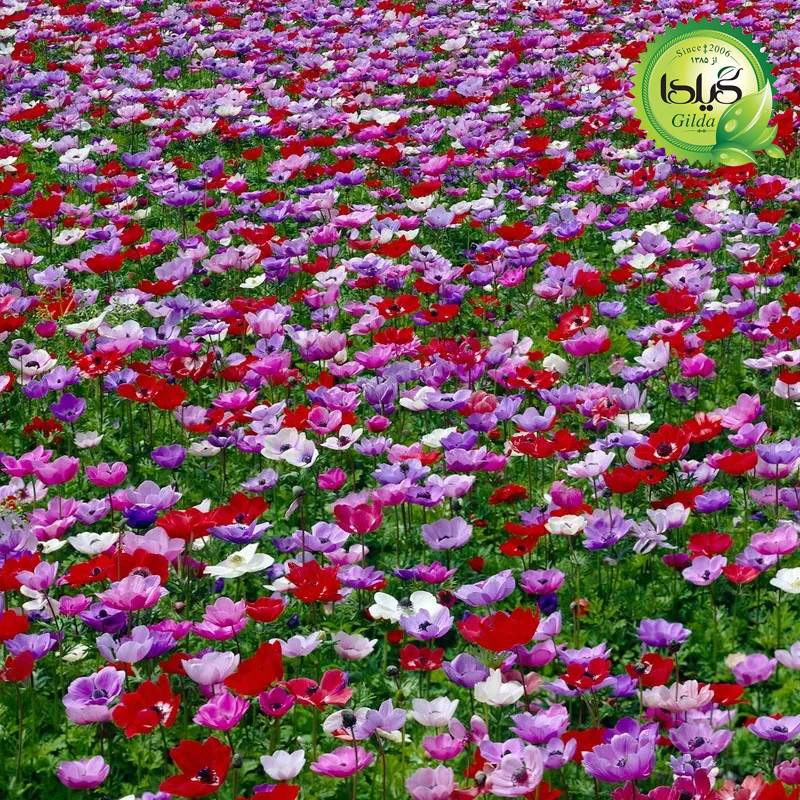 بذر شقایق نعمانی الوان گیلدا کد 894 بذر شقایق نعمانی الوان گیلدا کد 894