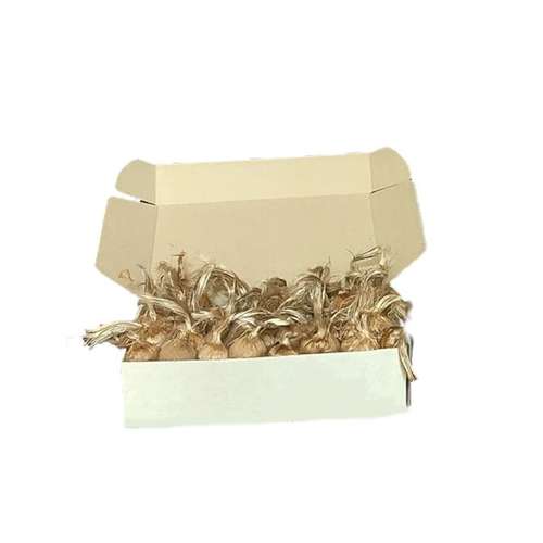 پیاز زعفران مدل T4002