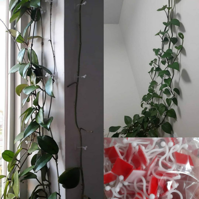 قیم بند مدل پتوس بسته 50 عددی