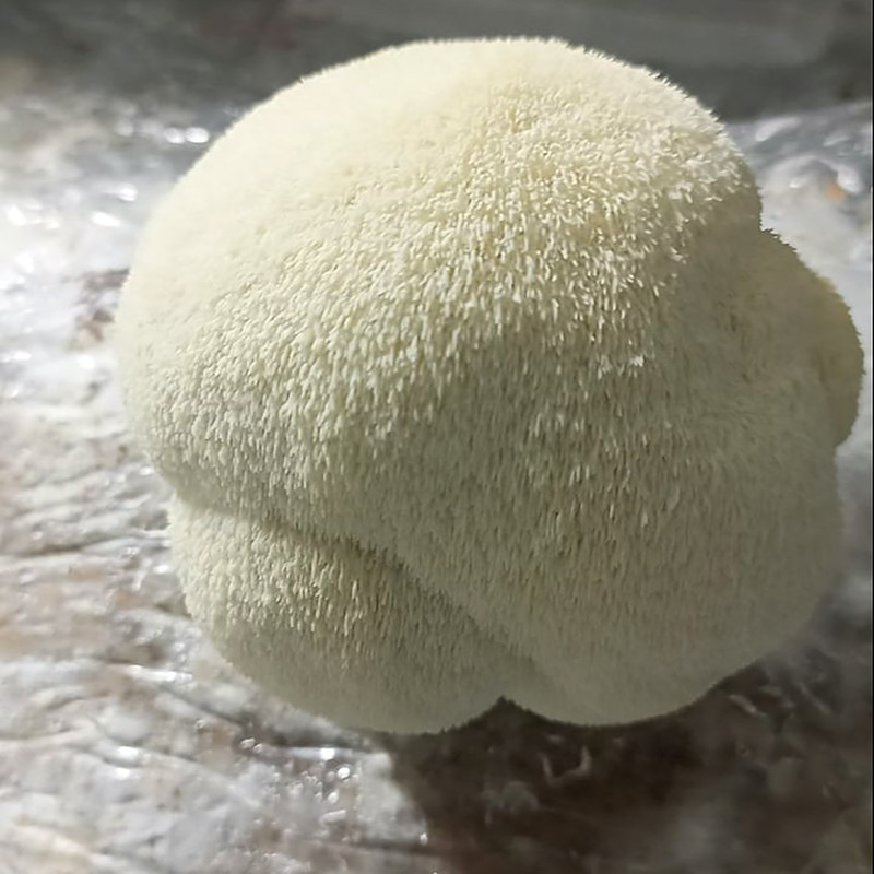 بذر قارچ یال شیر هریسیوم لیناز گستر کد 18