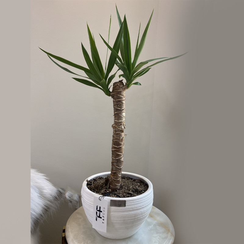 گیاه طبیعی یوکا تافکو مدل 8000