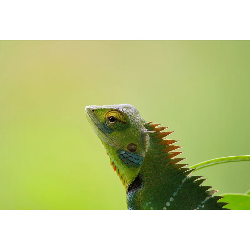 تابلو شاسی طرح آفتاب پرست مدل T1509