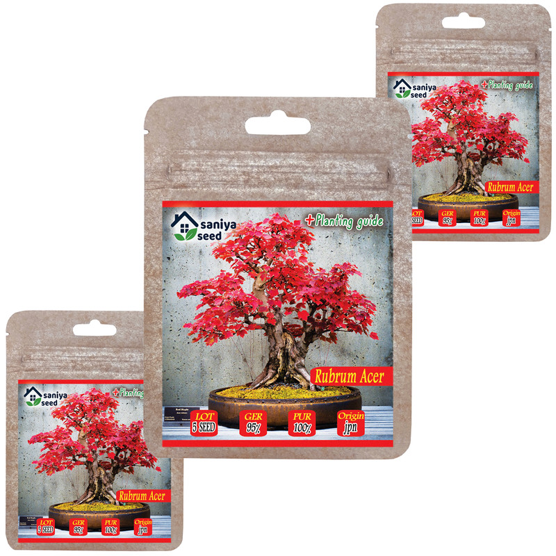 بذر بنسای افرا روبروم سانیا سید مدل B10 مجموعه 3 عددی