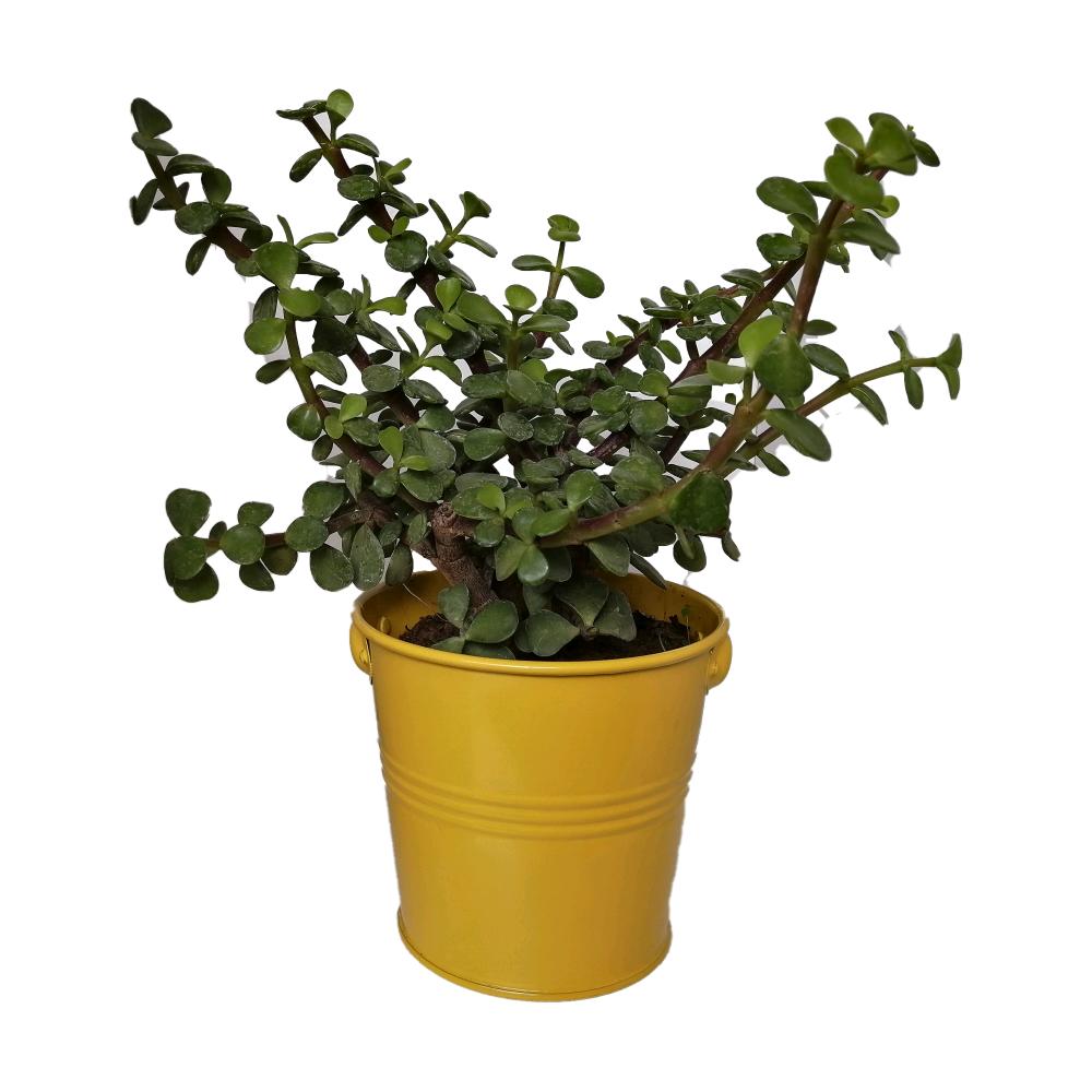 گیاه طبیعی کراسولا خرفه ای کد rf01