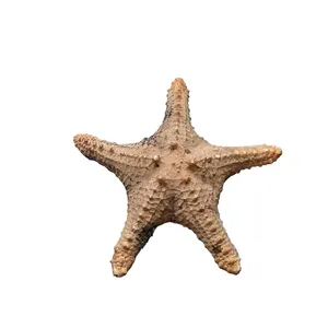 ستاره دریایی تزیینی مدل f3