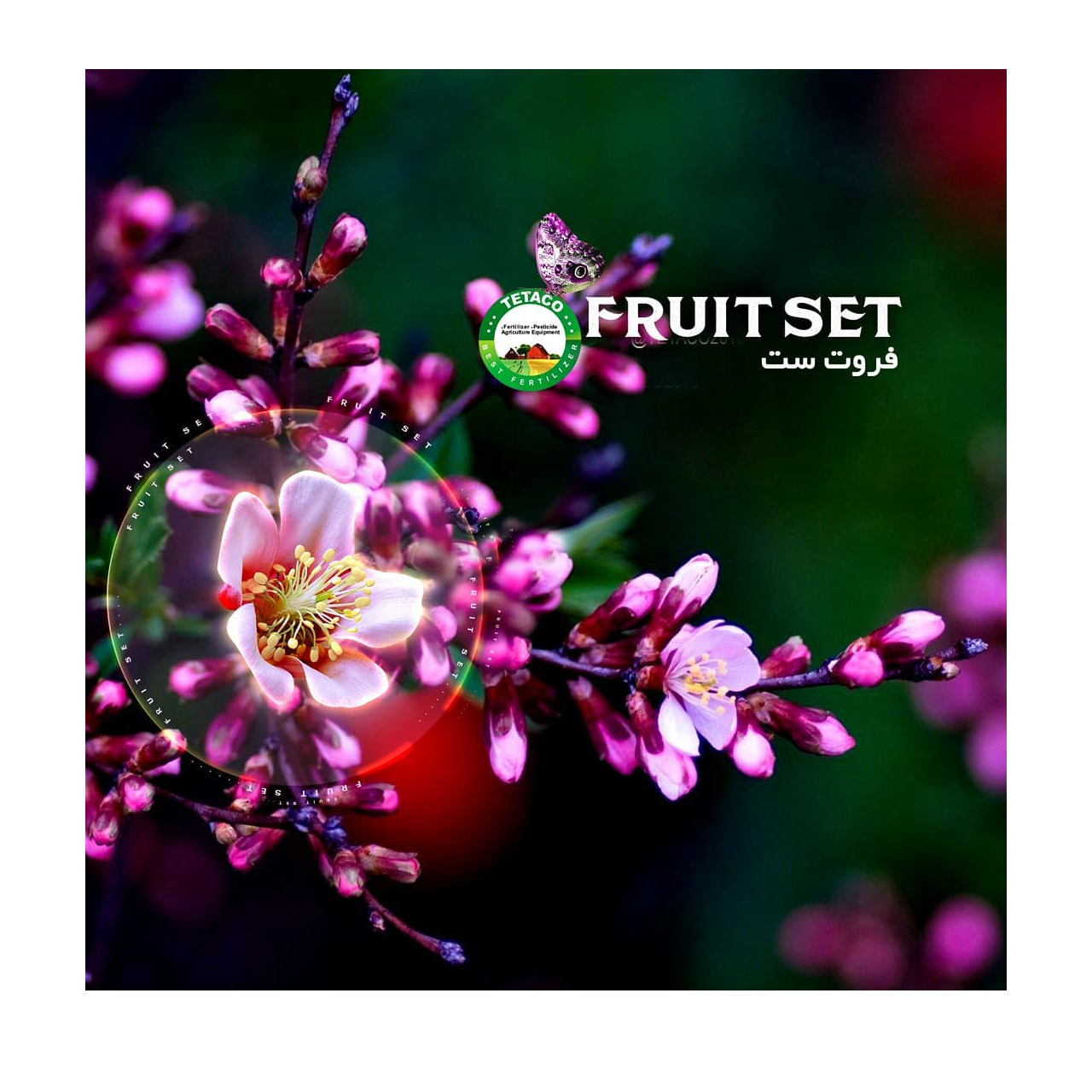 کود فروت ست تتاکو مدل GROWFAST وزن 1 کیلوگرم