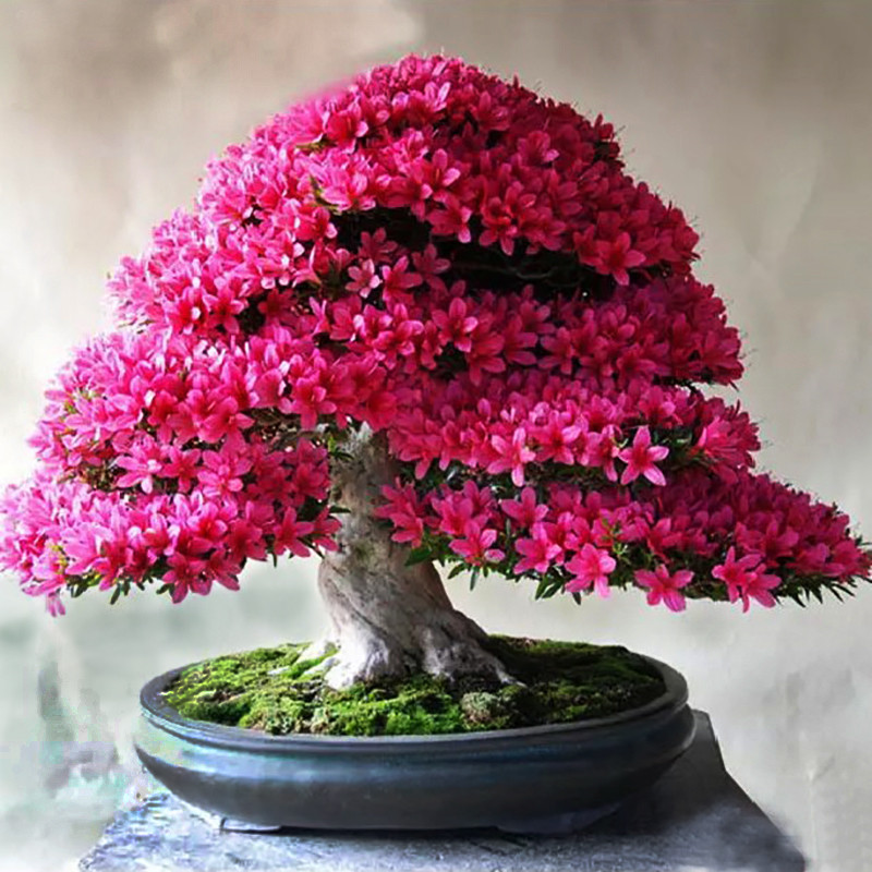 بذر بنسای ارغوان سانیا سید مدل S6