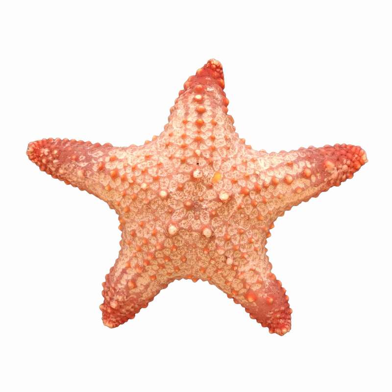 ستاره دریایی تزیینی مدل s6