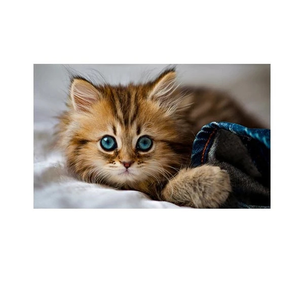    پادری طرح حیوانات کد M35M001-MA0020 سایز 76x46 سانتی متر