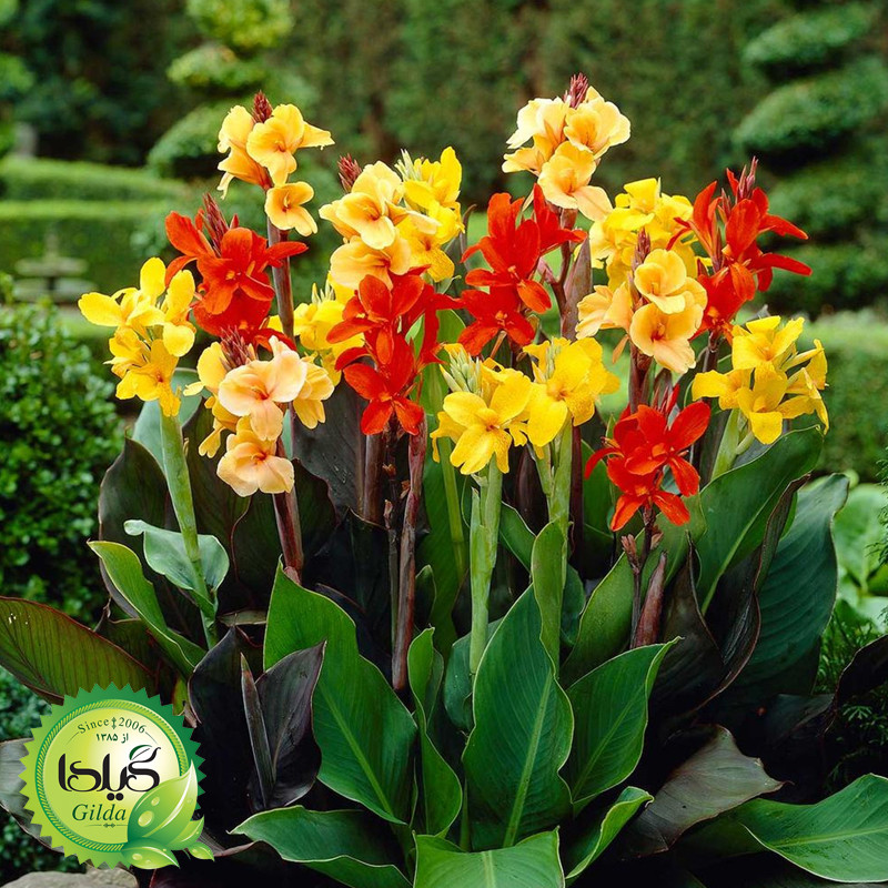 بذر اختر الوان گیلدا کد 903