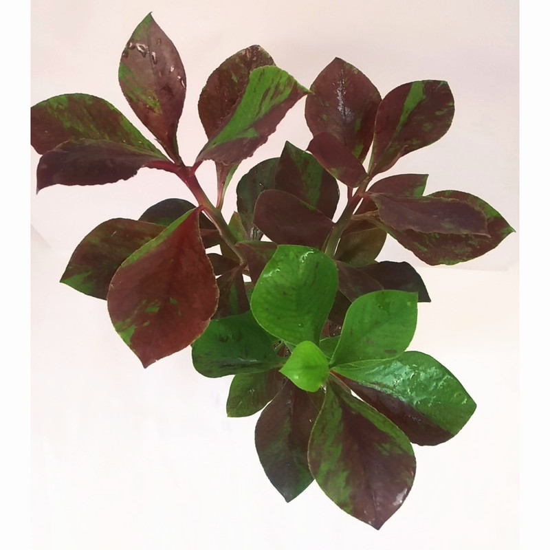 گیاه طبیعی فردوس مدل C-46 گیاه طبیعی فردوس مدل C-46