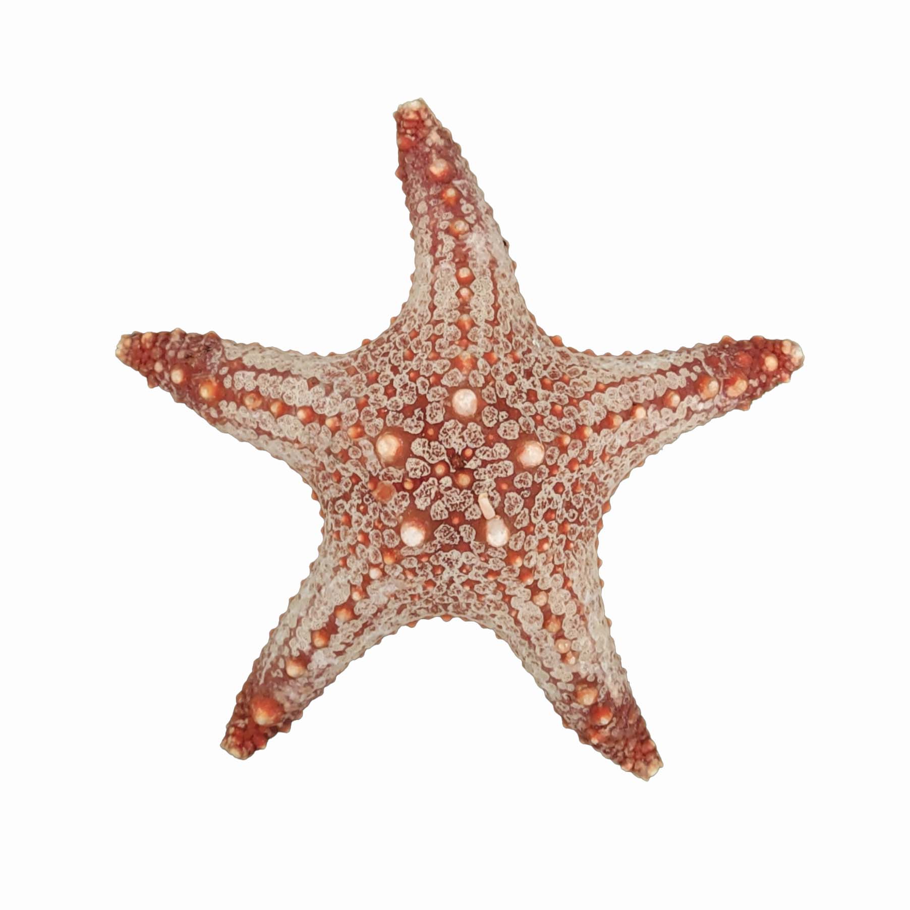 ستاره دریایی تزیینی مدل w25
