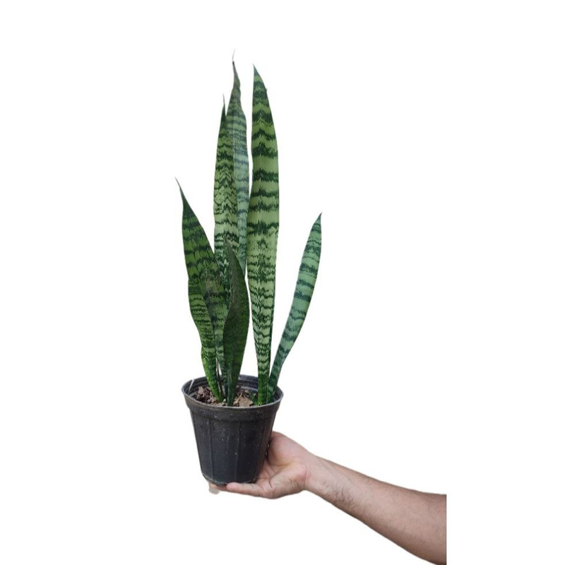 گیاه طبیعی سانسوریا سبز مدل 03