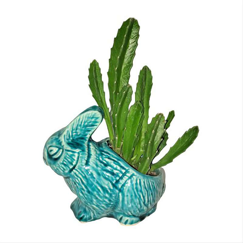 گیاه طبیعی استاپلیا گیگانتا مدل خرگوش گیاه طبیعی استاپلیا گیگانتا مدل خرگوش