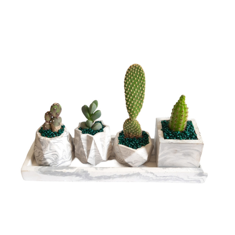 گیاه طبیعی کاکتوس و ساکولنت کد 50 مجموعه 5 عددی گیاه طبیعی کاکتوس و ساکولنت کد 50 مجموعه 5 عددی