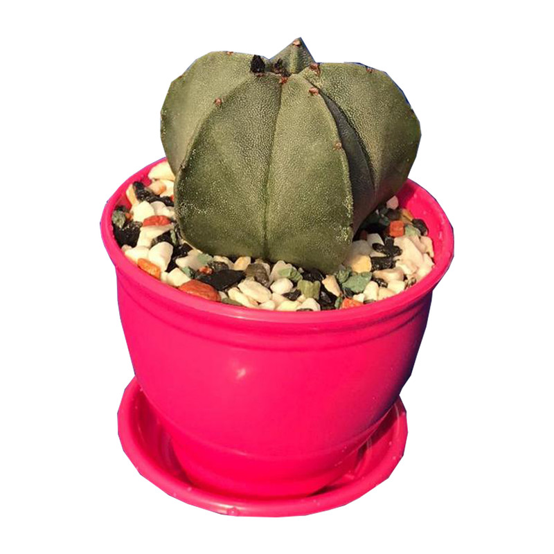 گیاه طبیعی کاکتوس آستروفتیوم مدل AS-70