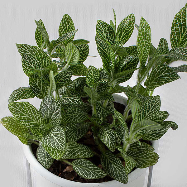 گیاه فیتونیا مدل P-27