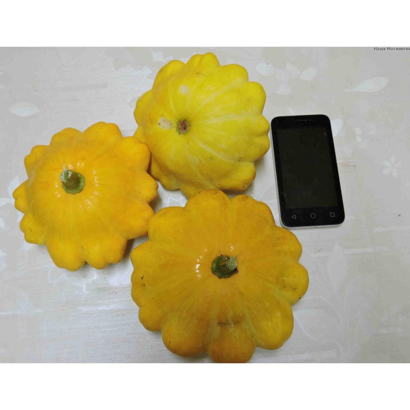 بذر کدو گوش ماهی کدو ستاره ای زرد گلس گاردن مدل GL05 بذر کدو گوش ماهی کدو ستاره ای زرد گلس گاردن مدل GL05