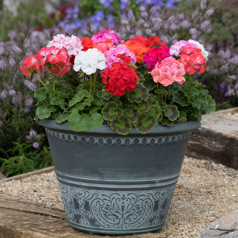 بذر گل شمعدانی الوان سانیا سید مدل SH3