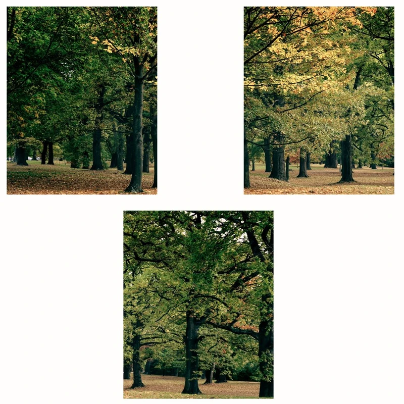 پوستر مدل  پاییزی -چاپ پارک سبز مجموعه 3 عددی