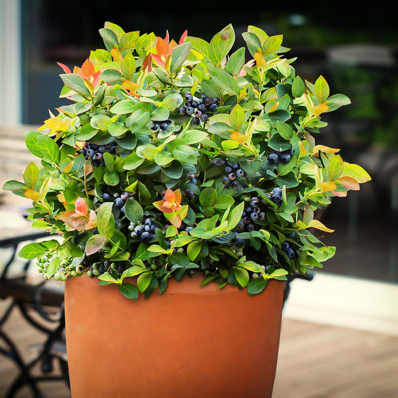 بذر بلوبری گلدتراپ سانیا سید مدل  SS79