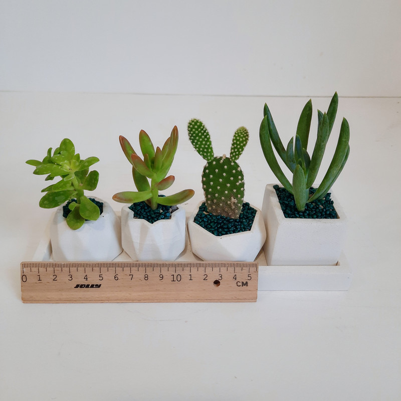 گیاه طبیعی ساکولنت و کاکتوس کد 135 مجموعه 4 عددی
