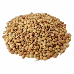 بذر تخم گشنیز کد 01 وزن 100 گرم