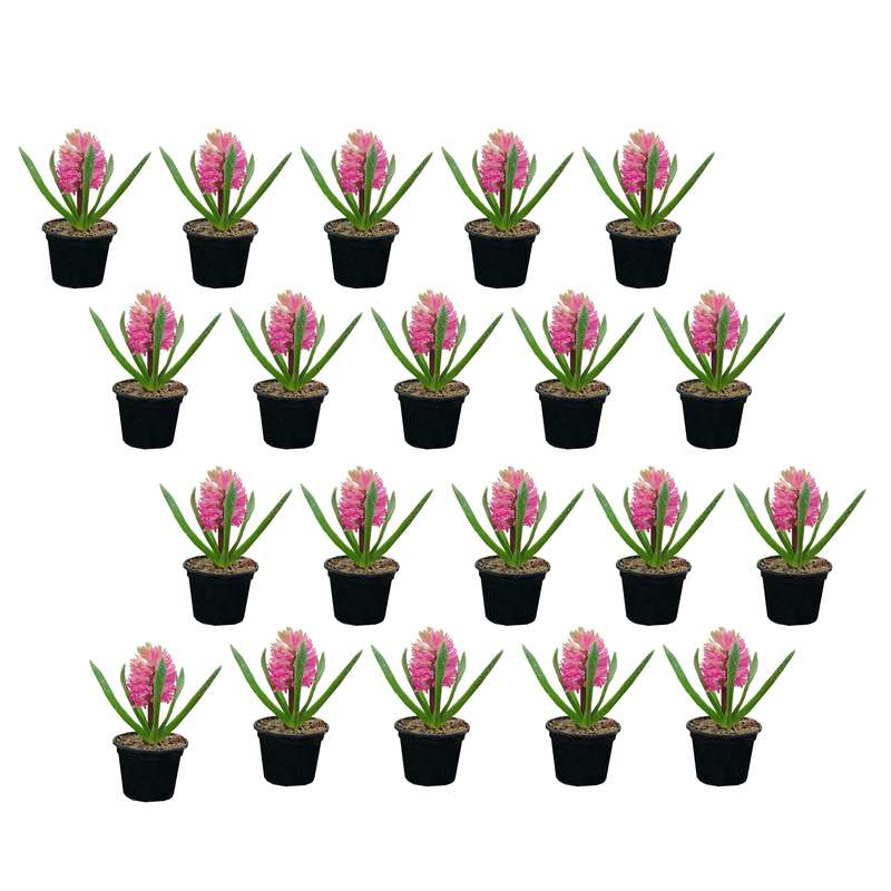 گل طبیعی سنبل صورتی کد 01 مجموعه 20 عددی گل طبیعی سنبل صورتی کد 01 مجموعه 20 عددی