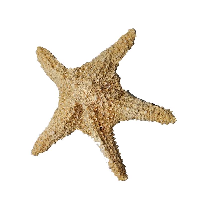 ستاره دریایی تزیینی کد 1