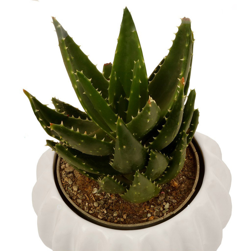 گلدان آلوئه‌ورا گلیتال مدل GTL126