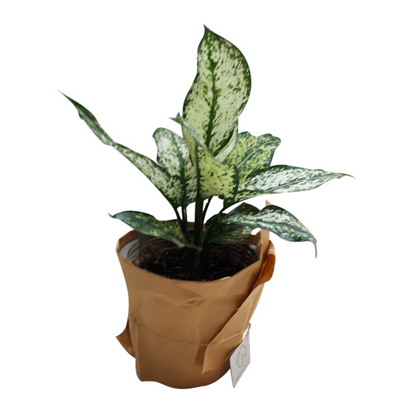 گیاه طبیعی آگلونما ناردونه کد AB - M02